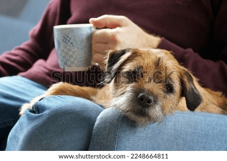 A cute border terrier dog sharing a coffee break on a lounge chair with his male owner.        