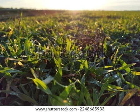 Grass and weeds, nice sunny weather, water droplets, detail rich.