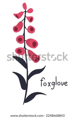 Foxglove pink flower vector illustration