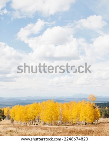Fall Colors Aspen Trees near Flagstaff, Arizona