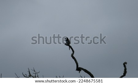 Black-billed mountain toucan Andigena nigrirostris perched on a branch in Bosque Guajira Nature Reserve in Colombia near Bogota on a cloudy day