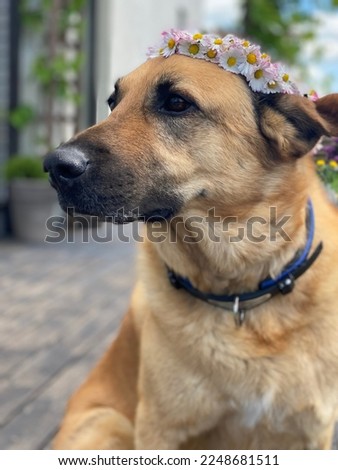 A dog wearing a white and pink flower crown and making silly faces
