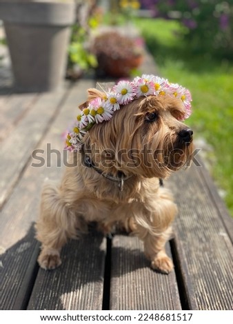 A dog wearing a white and pink flower crown and making silly faces