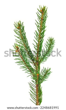 Green branch of a Christmas tree isolated on a white background. Detail for design. Design elements. Macro. Background for business cards, postcards and posters.