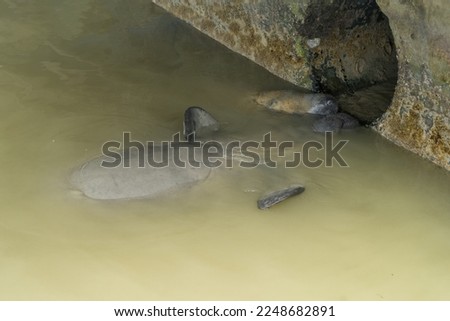 Manatees (family Trichechidae, genus Trichechus) are large, fully aquatic, mostly herbivorous marine mammals sometimes known as sea cows. Everglades National Park, Florida.