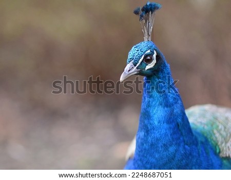 male peacock with blue feathers