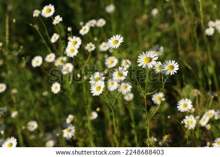 Small chamomile flowers in the field in summer