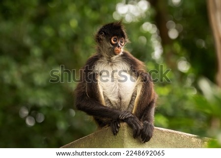 Cute Yukatan spider monkey is sitting on the roof of the building in the shade of trees and looking serious or concerned. Royalty-Free Stock Photo #2248692065