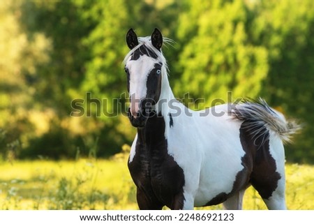 Portrait of american  paint horse in summer Royalty-Free Stock Photo #2248692123