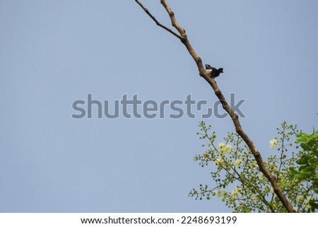bird with isolated sky background