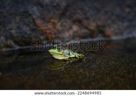 North frog (Rana septentrionalis) clamitans by the lake
