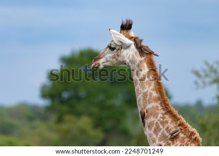 close up of head and neck of a giraffe with Ox Peckers on it