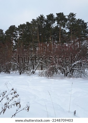 winter landscape with white fresh snow frozen day photo 
