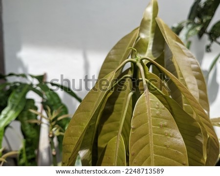 this is a photo of an easy mango leaf