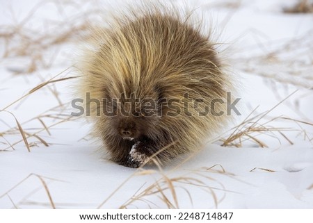 A wonderful light brown porcupine went hunting through snowdrifts