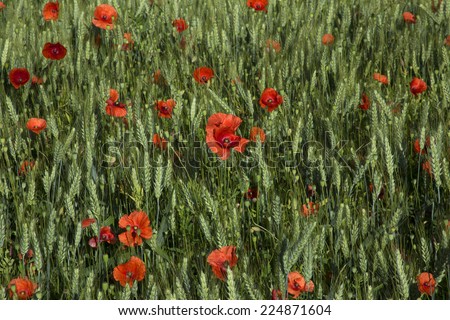 close up of poppies in a wheat field