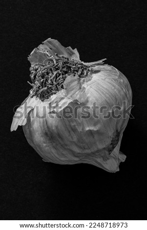 black and white images of a bulb of garlic 
