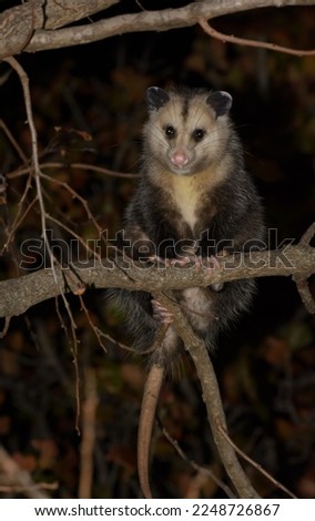 Virginia opossum up in a persimmon tree at night in fall, looking for fruit to eat
