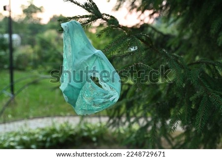 Women's panties hang on the branches of a Christmas tree on the street in the park. Dirty underwear.The concept of sudden passion .