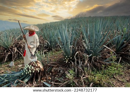 Man with typical clothes and hat working in the field with sunset clouds in the agave cut to make tequila. Royalty-Free Stock Photo #2248732177