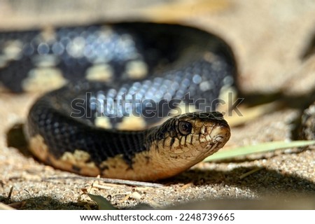 Malagasy giant hognose snake (Leioheterodon madagascariensis) Madagascar nature