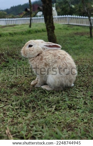 Purbalingga - Indonesia, January 13, 2023 A small white-brown rabbit in the middle of a large green grass. Royalty-Free Stock Photo #2248744945