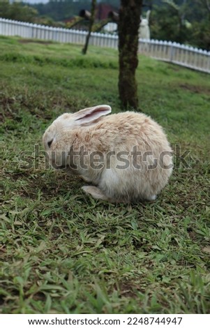 Purbalingga - Indonesia, January 13, 2023 A small white-brown rabbit in the middle of a large green grass. Royalty-Free Stock Photo #2248744947