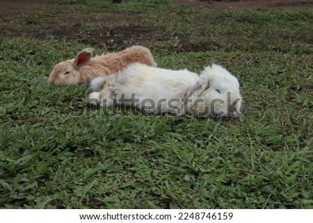 Purbalingga - Indonesia, January 13, 2023 Two small white and brown rabbits are in the middle of a large green grass. Royalty-Free Stock Photo #2248746159