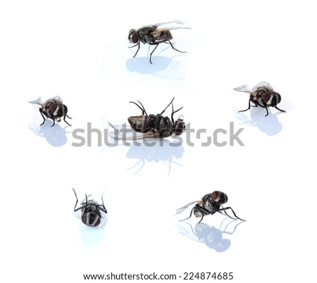 fly on a white background.
