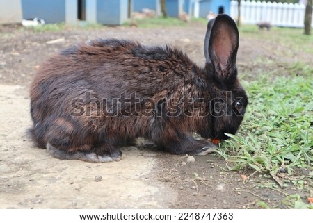 Purbalingga - Indonesia, January 13, 2023 A black-brown rabbit in the middle of a large green grass in the farm. Royalty-Free Stock Photo #2248747363