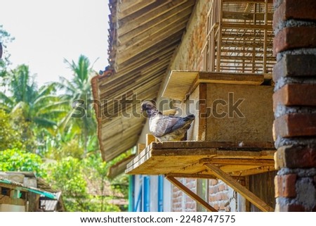 Stock photo of cute bird in cage on cafe interior background, cute domestic bird. Adorable pet parrot in a secure cage, a tropical parrot with white feathers and little black eyes