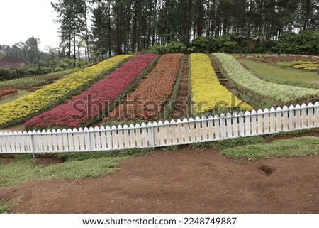 Purbalingga - Indonesia, January 13, 2023 A flower garden in a mountainous area has red, yellow and green flowers. Royalty-Free Stock Photo #2248749887