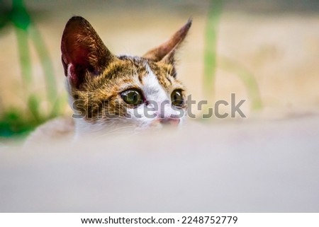 When a cat stalks its prey with a vicious stare Royalty-Free Stock Photo #2248752779
