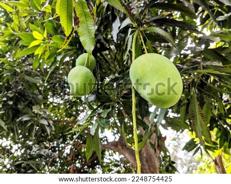 low angle view of mango fruit, hanging on a tree