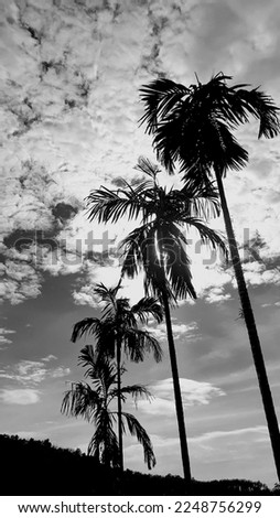 Landscape, vertical picture, white cloud vintage sky, sunlight overhead view high betel nut tree, with mountain background around the countryside. Thailand.