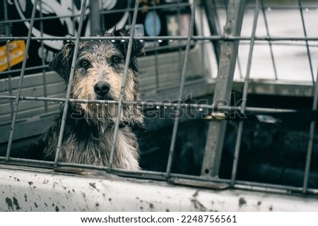 Sad dog sitting in a cage