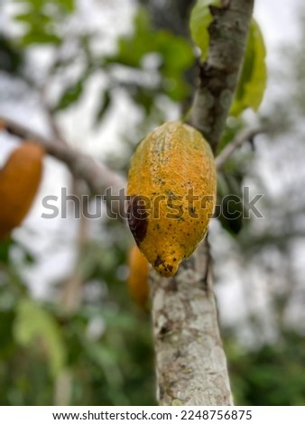 Closed up of ripe cacao fruit plants with yellow-orange colour on a cocoa farming.