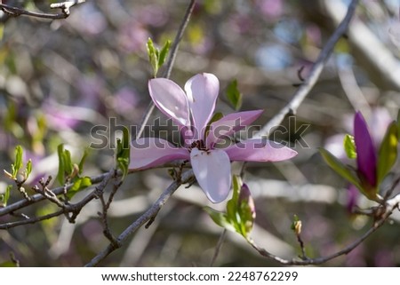 Blooming Pink Magnolia Tree in Spring. Pink Magnolia Flower. Blossoming Pink Magnolia Tree. Flowering Magnolia.