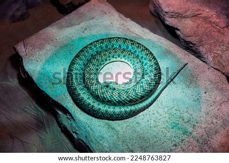 snake has curled up in a circle and is lying and sleeping on a stone
