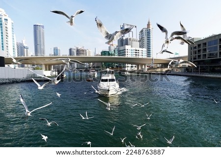 View over Dubai Marina towards with building construction and boats during a sunny day. a lot of seagulls are flying behind the yacht against the backdrop of the skyscrapers of the city. boat trip Royalty-Free Stock Photo #2248763887