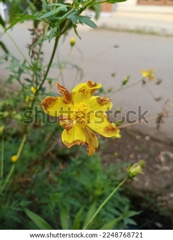 beautiful yellow flowers in the garden perfect for background image