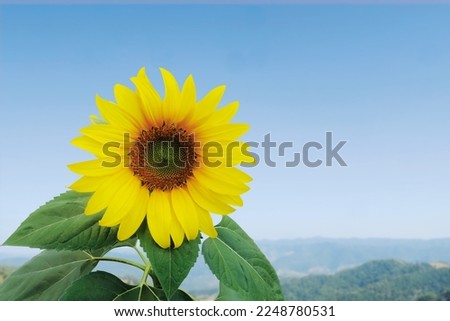 Single yellow sunflower with blured high mountain view