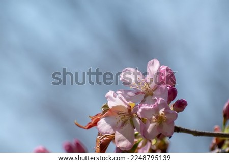 Cherry blossoms in full bloom with a spring blue sky
