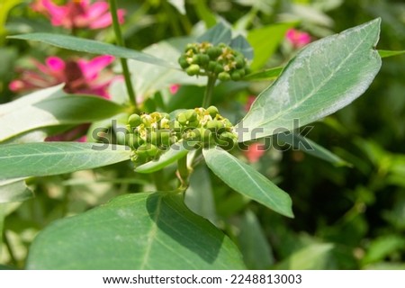 Euphorbia heterophylla growing wild. Euphorbia heterophylla is a plant that belongs to the family Euphorbiaceae or the genus Euphorbia
