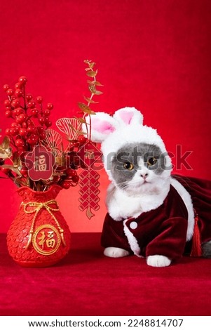 a cute cat wears a hat with rabbit ears with Chinese New Year potted plant at vertical composition translation of the Chinese is fortune no logo no trademark