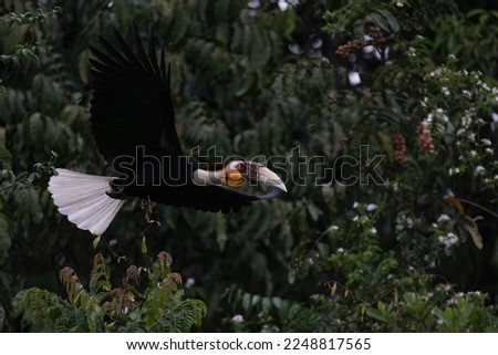 Wreathed hornbill, Bar-pouched wreathed hornbill Rhyticeros undulatus It seeks for fruit from green leafy trees in the rainforest.