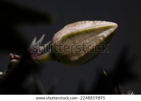 Orbea Dummeri succulent flower bud close up with isolated black background. Lime colour flower.