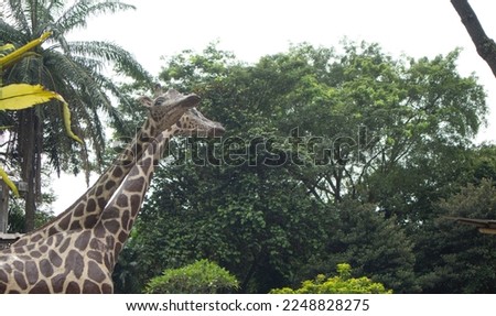Giraffe statue in the children's animal park in the Ragunan Zoo area