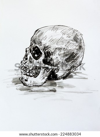 Drawing black and white of  human skull on paper