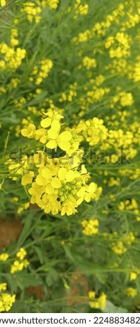 picture of yellow flowers with green leafs